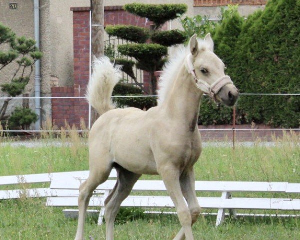 broodmare Mabella (German Riding Pony, 2023, from Expecto Patronum 3)