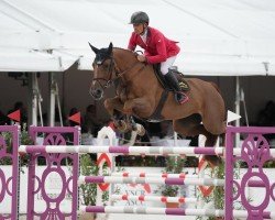 jumper Grigia Br Z (Zangersheide riding horse, 2016, from George Z)