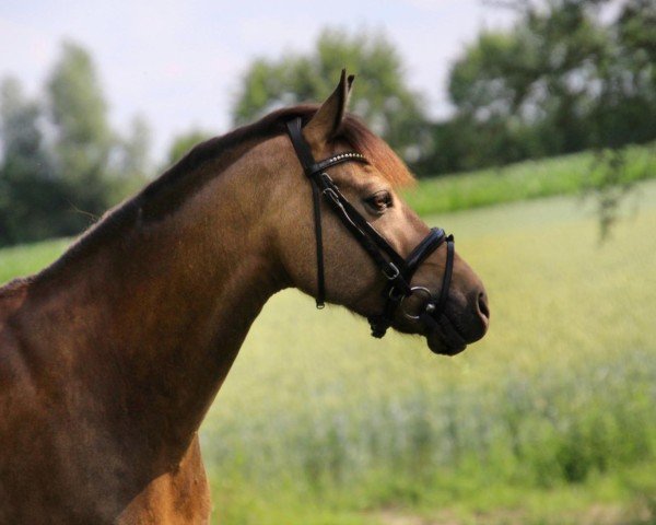 Deckhengst His Dream CL (Deutsches Reitpony, 2010, von Highway N)
