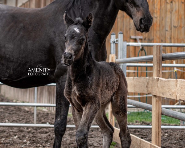 broodmare Walk of Fame Hollywood (German Sport Horse, 2023, from Corallino)