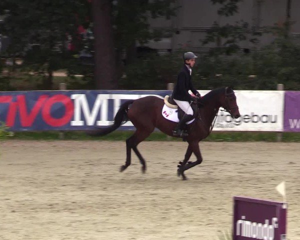Reitturnier Westergellersen 2024