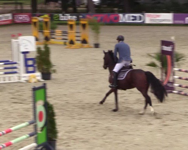 Reitturnier Westergellersen 2024
