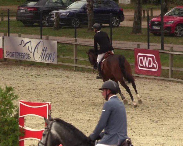 Reitturnier Westergellersen 2024
