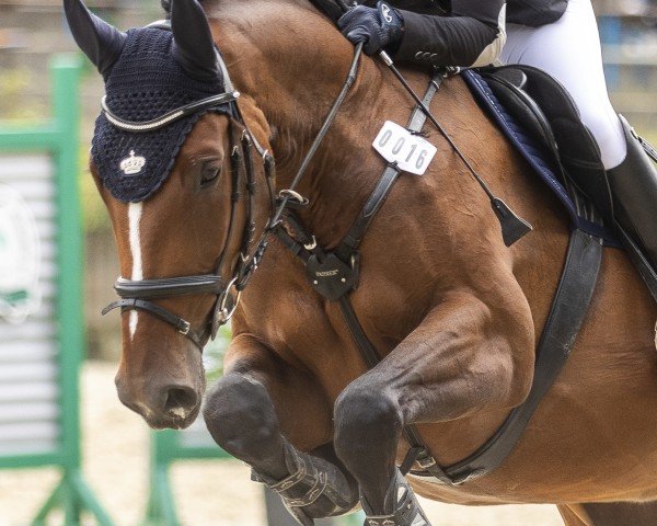 jumper Arya 13 (Zangersheide riding horse, 2018, from Asca Z)