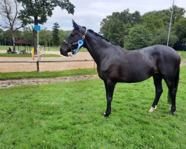 broodmare Dalia Nera (Hanoverian, 2014, from Danciano)