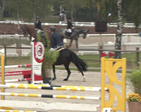 Reitturnier Westergellersen 2024