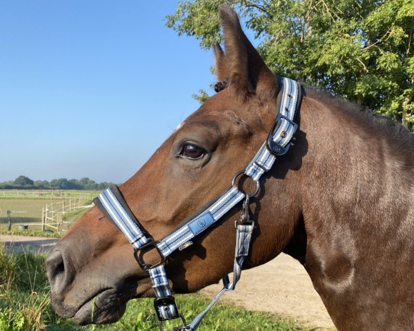 Dressurpferd Cea HWK (Arabisches Halbblut / Partbred, 2020, von Seven seas of love)