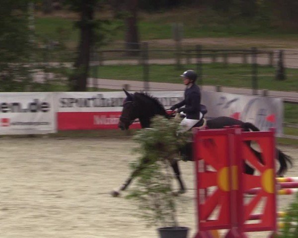 Reitturnier Westergellersen 2024