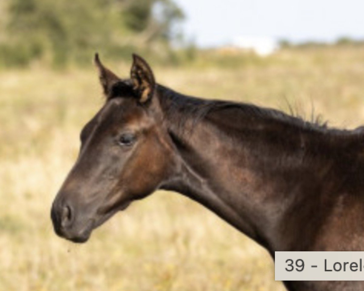 horse Lorelei THC (German Sport Horse, 2024, from Flint)