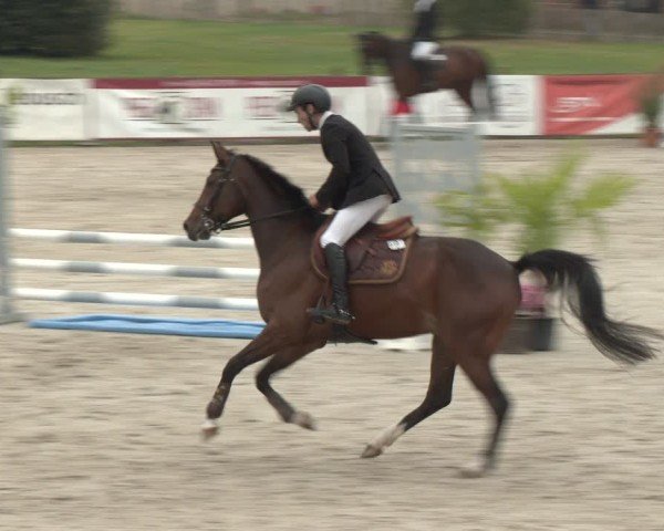 Reitturnier Westergellersen 2024