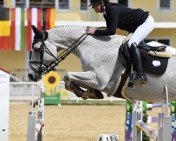 Springpferd ONCE IN A LIFE TIME (Belgisches Warmblut, 2014, von Andiamo)