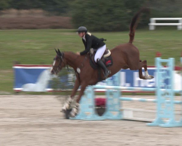 Reitturnier Westergellersen 2024