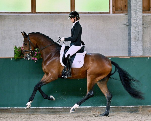 horse Fido 22 (Westphalian, 2021, from Fürst Belissaro)