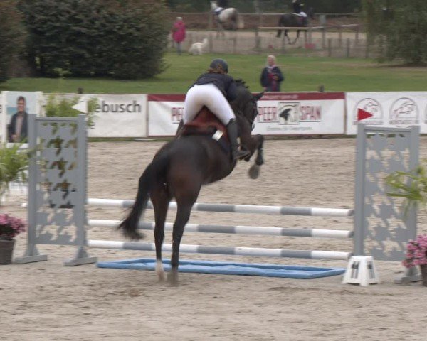Reitturnier Westergellersen 2024