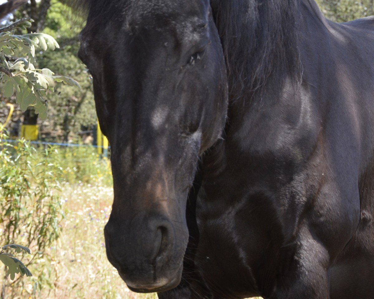 broodmare Lomea xx (Thoroughbred, 2005, from Cal Nahar xx)