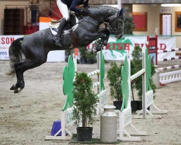 Springpferd Cornerado VDL (KWPN (Niederländisches Warmblut), 2016, von Cornet Obolensky)