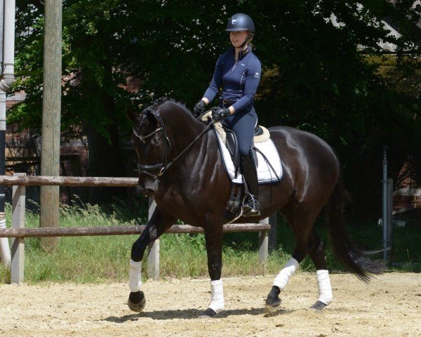 horse Wölkchen 30 (Hanoverian, 2014, from Weltruhm)