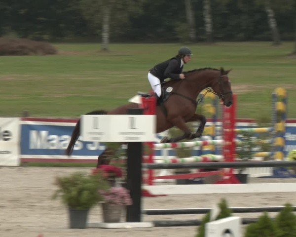 Reitturnier Westergellersen 2024