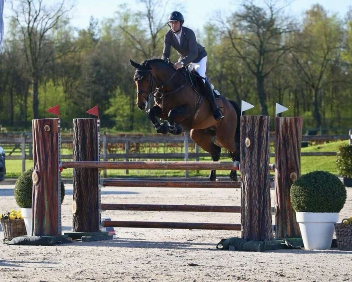 jumper Mr Connery B (Irish Sport Horse, 2018, from Ganesh Hero Z)