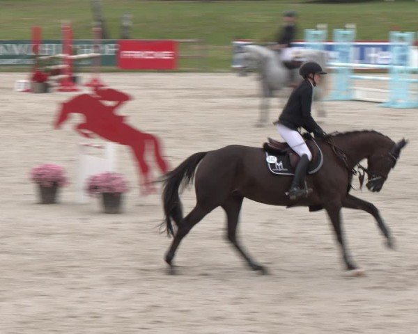 Reitturnier Westergellersen 2024