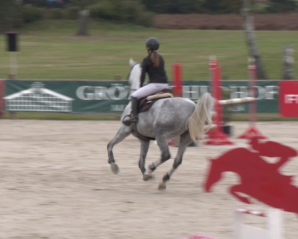 Reitturnier Westergellersen 2024