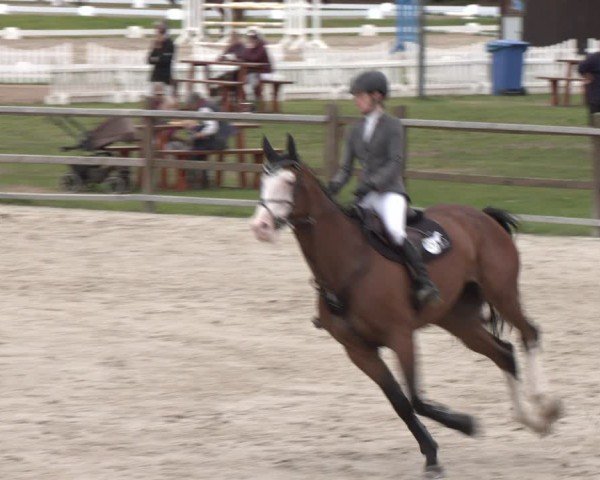 Reitturnier Westergellersen 2024