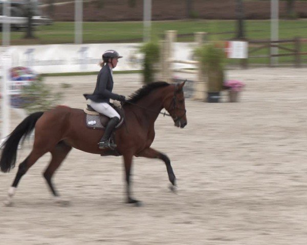 Reitturnier Westergellersen 2024