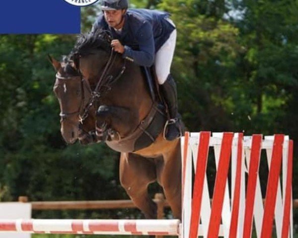 jumper Kyra-Rosa (KWPN (Royal Dutch Sporthorse), 2015, from Cidane)