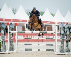 jumper Cartouche vd Cumel Z (Zangersheide riding horse, 2013, from Contador)