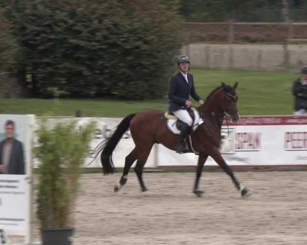 Reitturnier Westergellersen 2024
