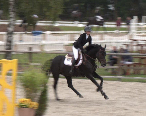 Reitturnier Westergellersen 2024