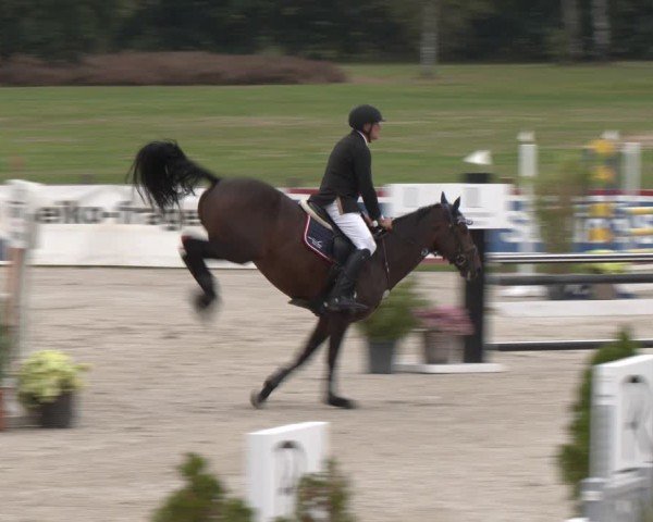 Reitturnier Westergellersen 2024