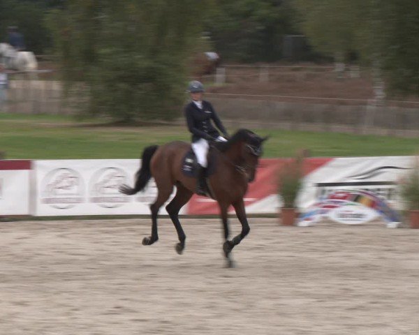 Reitturnier Westergellersen 2024