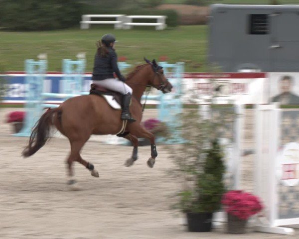Reitturnier Westergellersen 2024