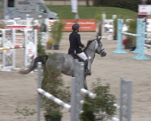 Reitturnier Westergellersen 2024
