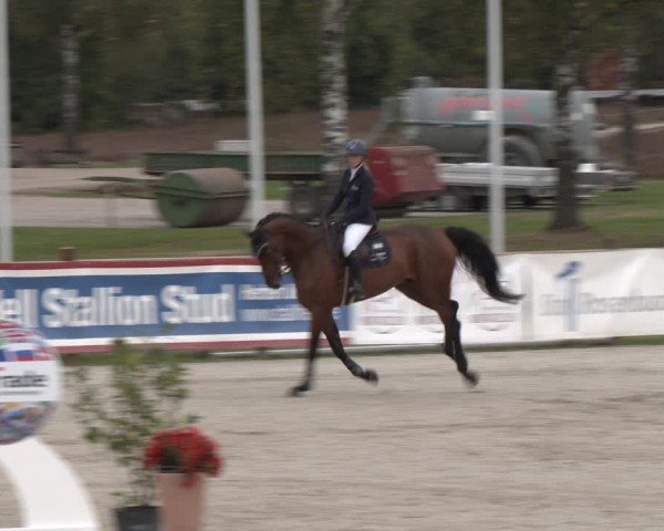 Reitturnier Westergellersen 2024