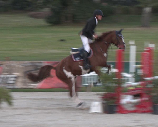 Reitturnier Westergellersen 2024