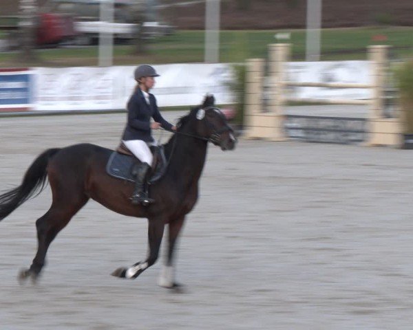 Reitturnier Westergellersen 2024