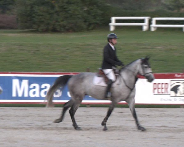 Reitturnier Westergellersen 2024