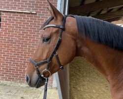 jumper Clara 212 (Hanoverian, 2018, from Cascadello)