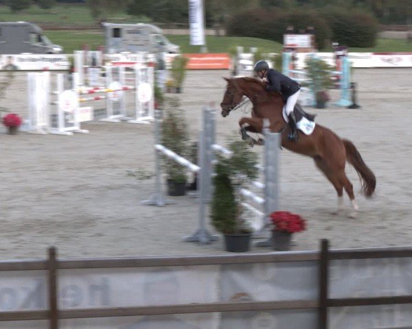 Reitturnier Westergellersen 2024