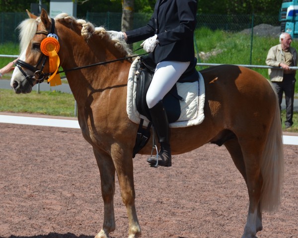 Dressurpferd Watson SCH (6,93% ox) (Edelbluthaflinger, 2014, von Wallstreet (2,34% ox))