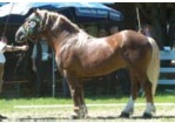 stallion Scharun v. Oberland (South German draft horse, 1992, from Schoenach) stallion Scharun v. Oberland (South German draft horse, 1992, from Schoenach)