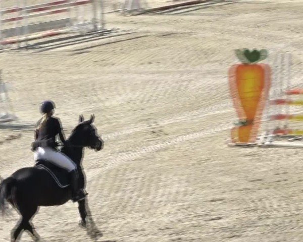 Reitturnier Dienstlhof 2024