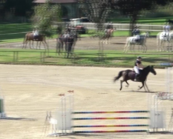 Reitturnier Dienstlhof 2024