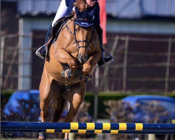 horse It's Me Coeur Volant (Selle Français, 2018, from Casall Ask)
