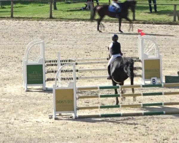 Reitturnier Dienstlhof 2024
