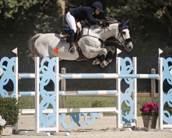 jumper Electra de Verdoso (Selle Français, 2014, from Mylord Carthago)