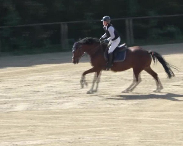 Reitturnier Dienstlhof 2024