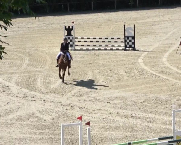 Reitturnier Dienstlhof 2024
